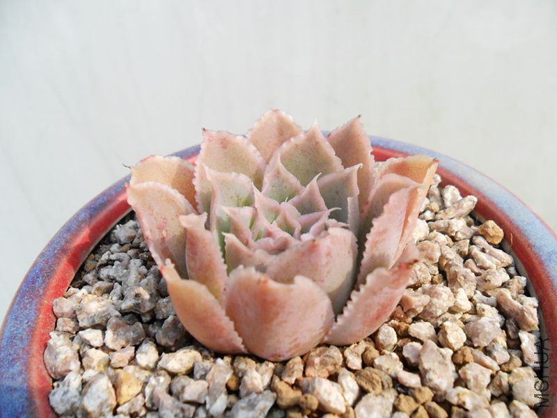 SAM_3105_����.jpg