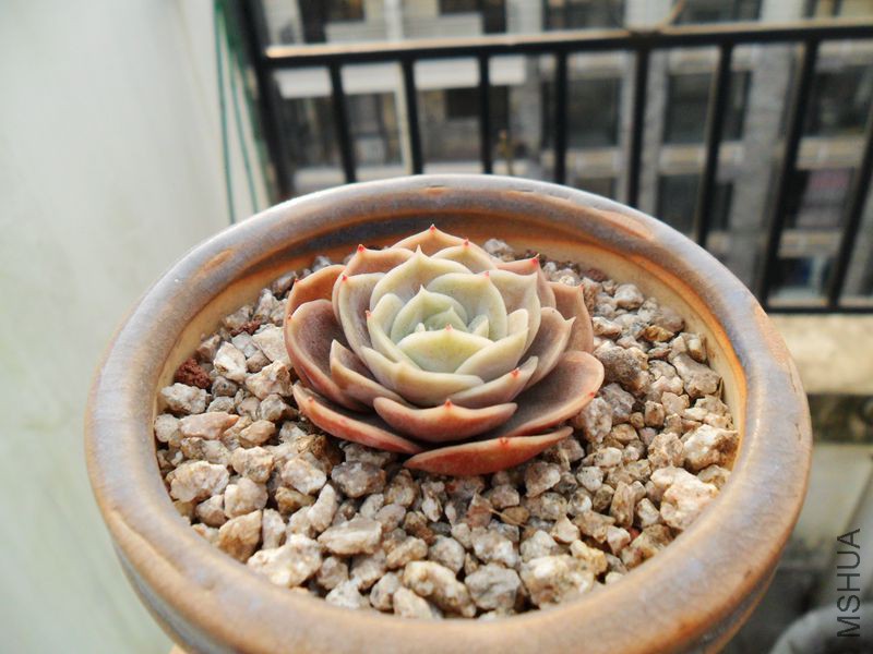 SAM_3146_����.jpg