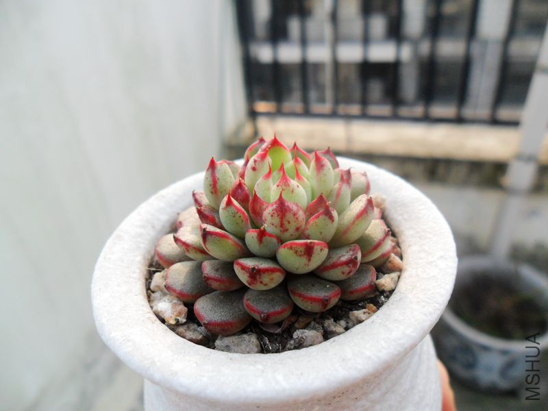 SAM_3154_����.jpg