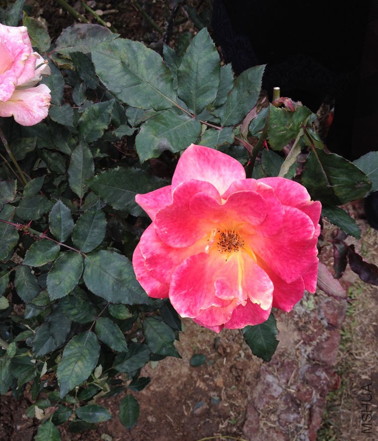 IMG_1725.JPG