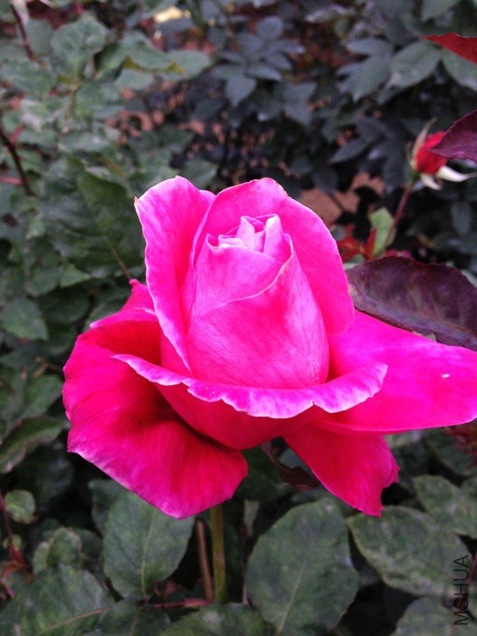 IMG_1755.JPG