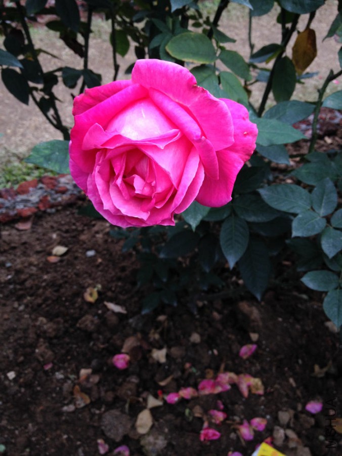 IMG_1756.JPG