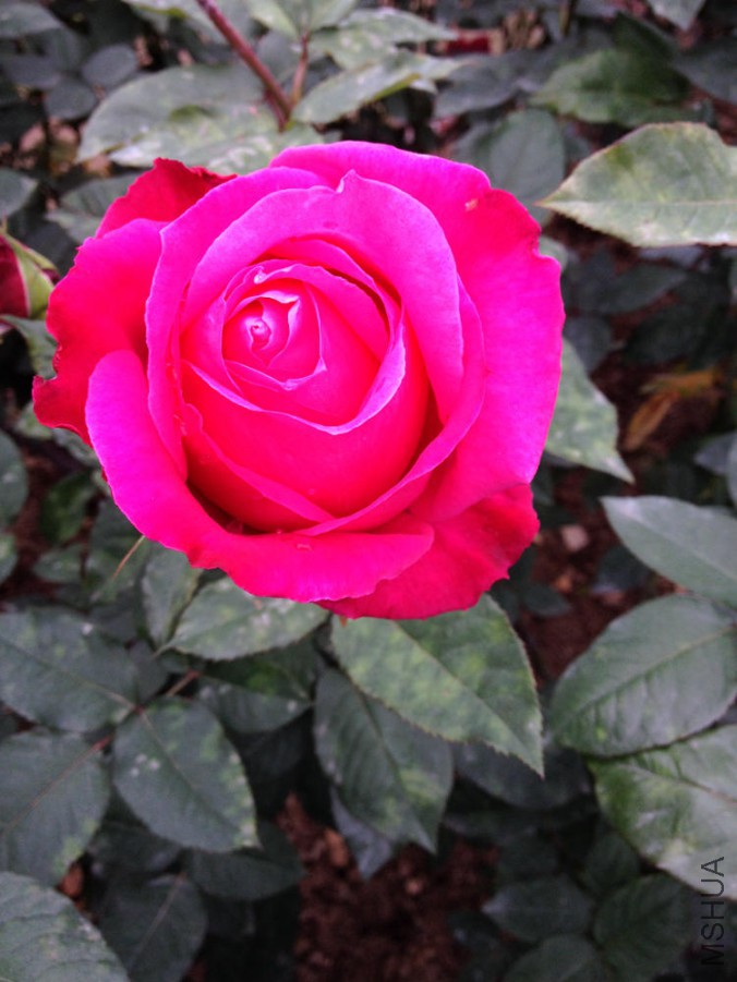 IMG_1758.JPG