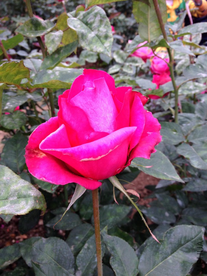 IMG_1759.JPG