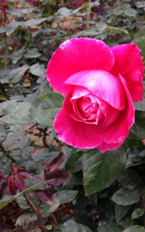 IMG_1760.JPG