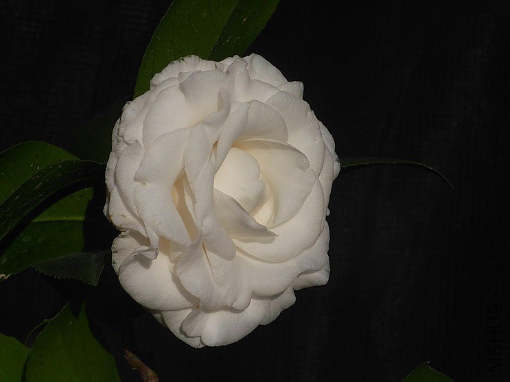 Ƥ������-2.jpg