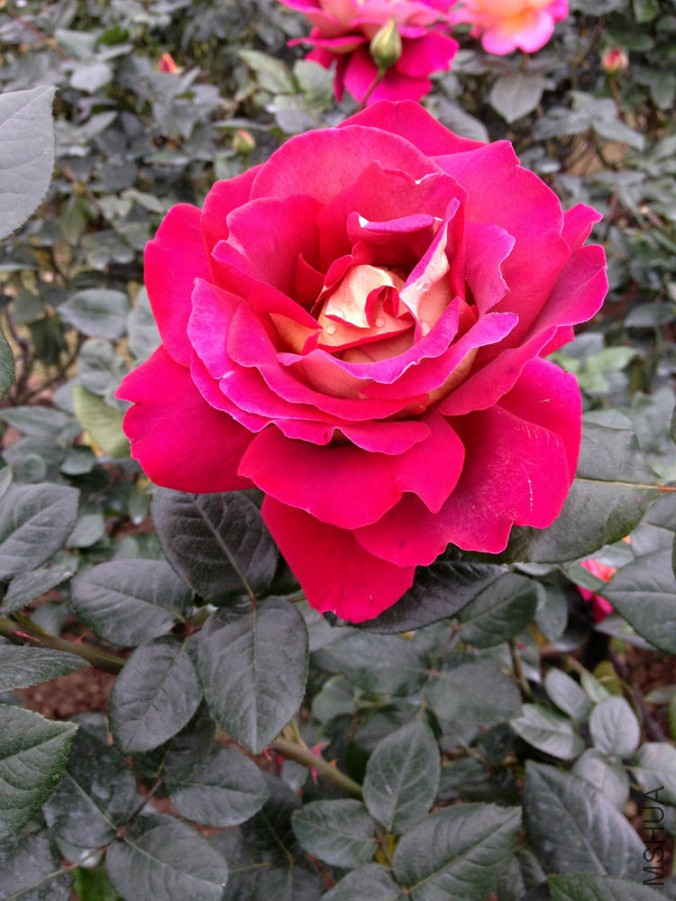 IMG_1847.JPG