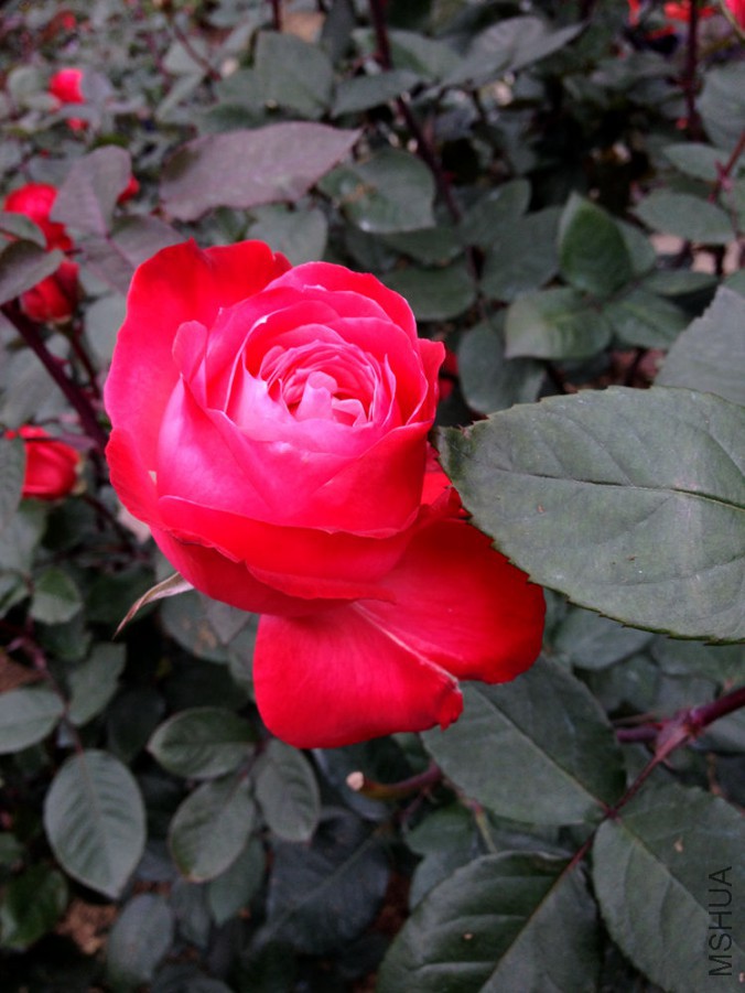 IMG_1866.JPG