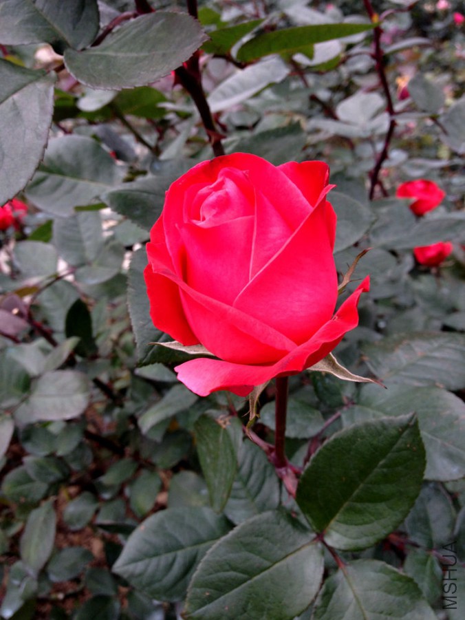 IMG_1868.JPG