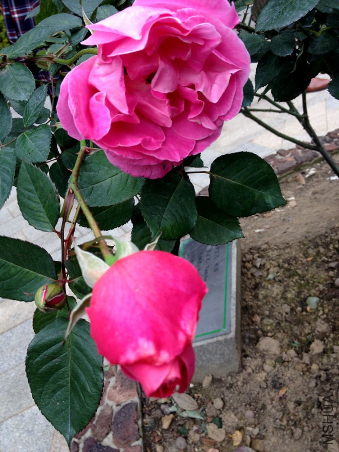 IMG_1870.JPG