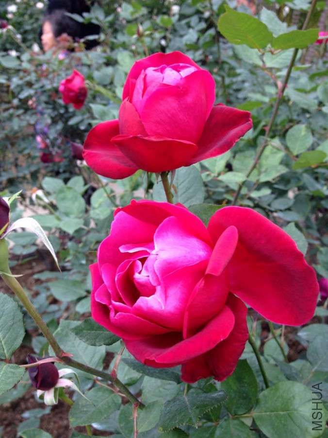 IMG_1881.JPG