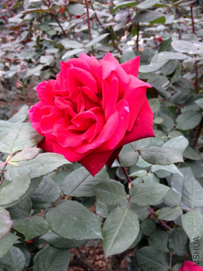 IMG_1891.JPG