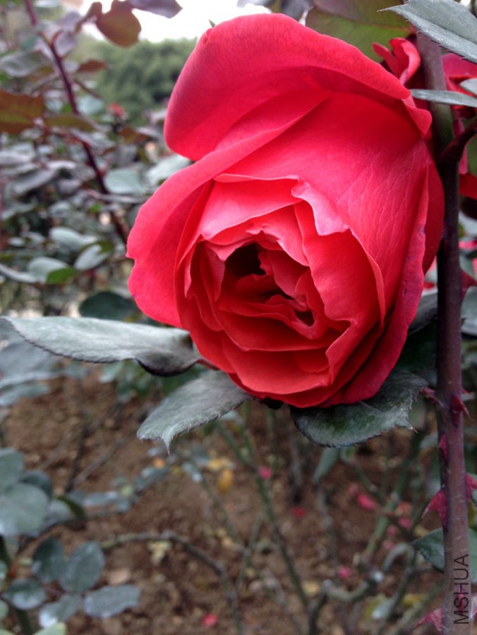 IMG_1900.JPG