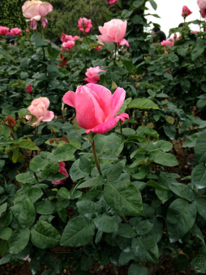 IMG_1908.JPG