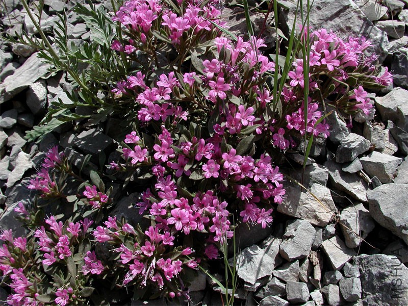 collomia_debilis_lg.jpg