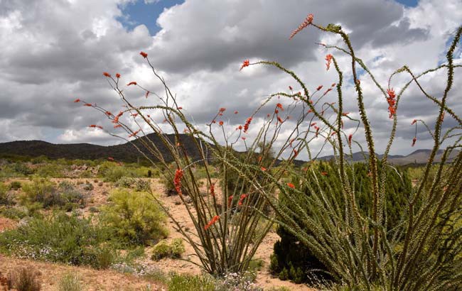 1806Fouquieria splendens650x410.jpg