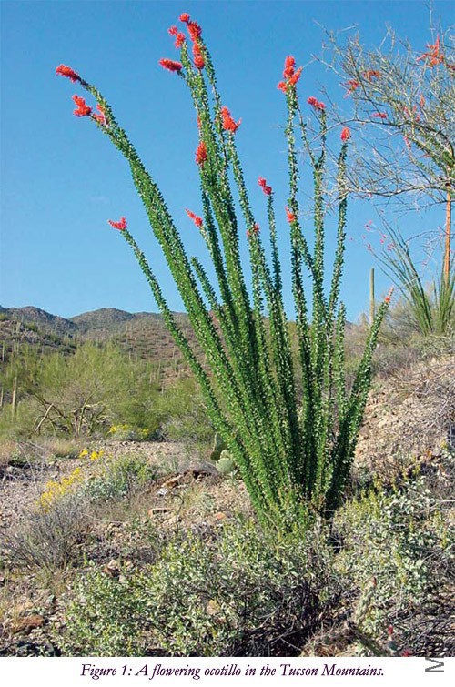Ocotillo_April_2010_1.jpg