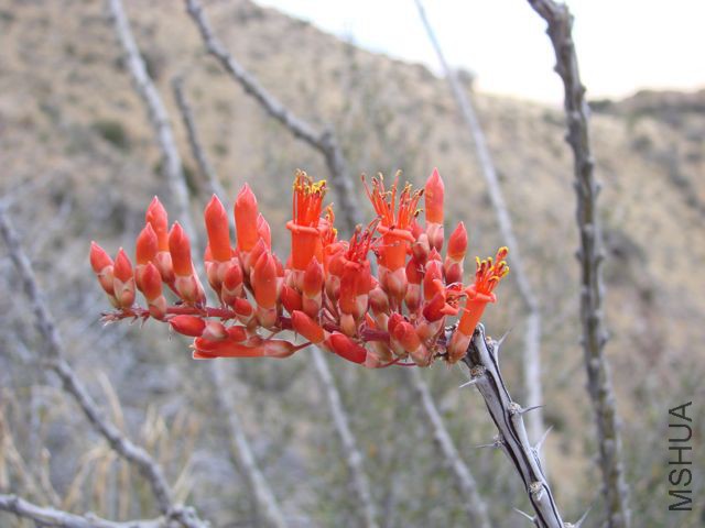 ocotillo_original.jpg