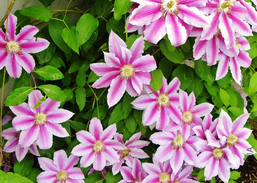 20120131033522_JrFSh.jpg
