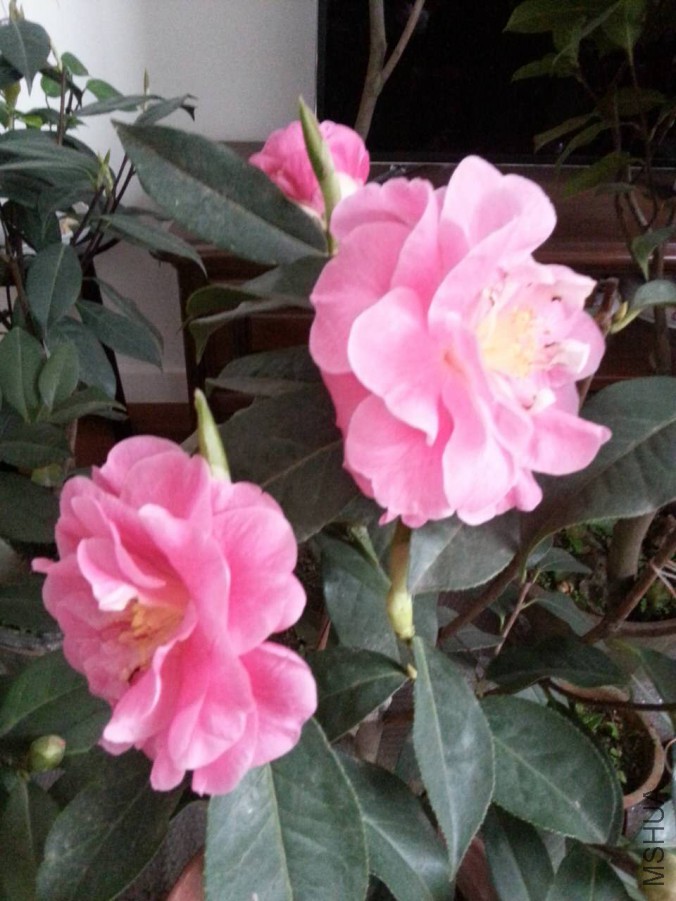 webwxgetmsgimg (1).jpg