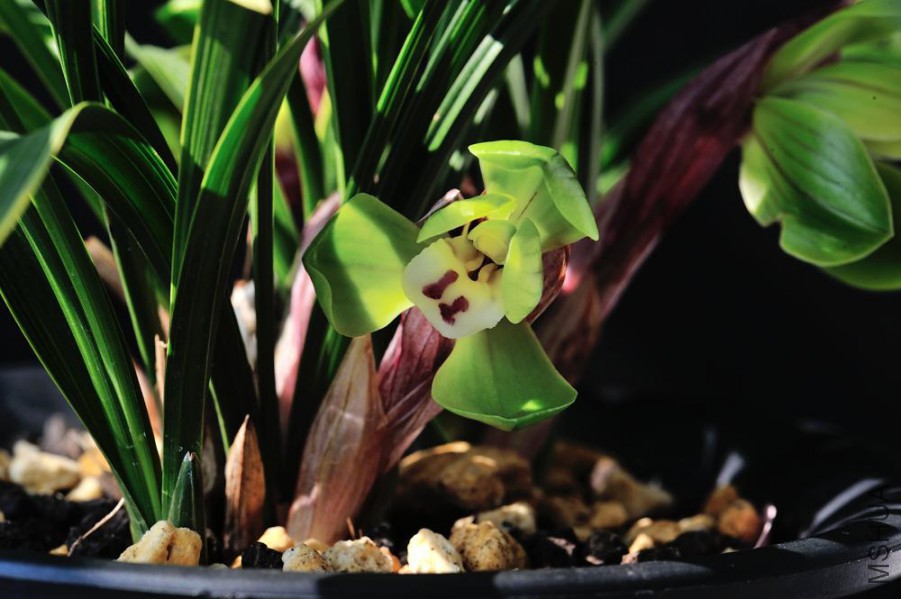 ���ǵڶ��仨