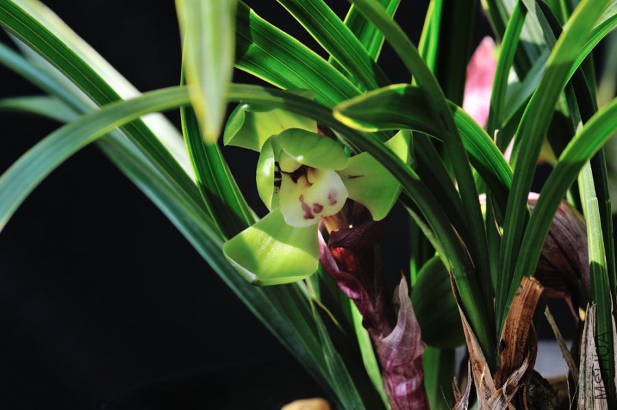 ���ǵ����仨