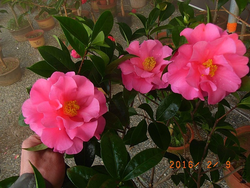 娃丽娜深Z (1).JPG