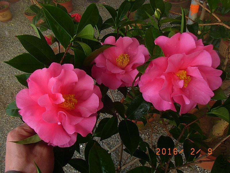 娃丽娜深Z (2).JPG