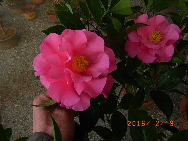 娃丽娜深Z (3).JPG