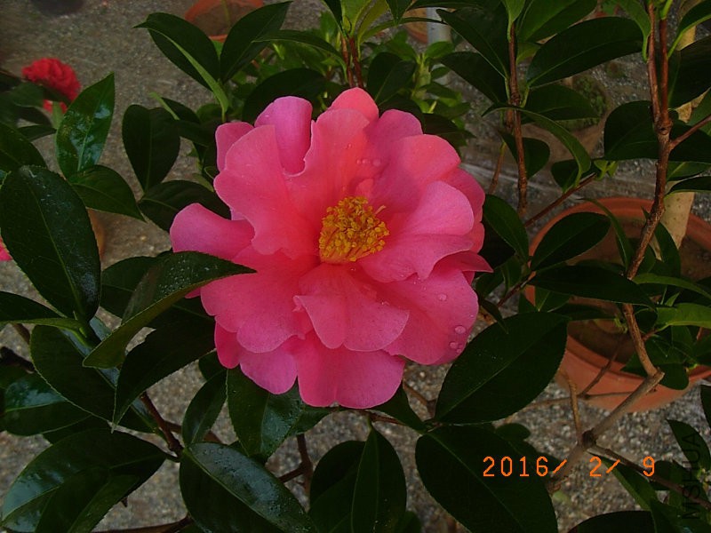 娃丽娜深Z (4).JPG