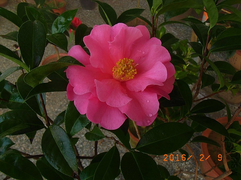 娃丽娜深Z (5).JPG