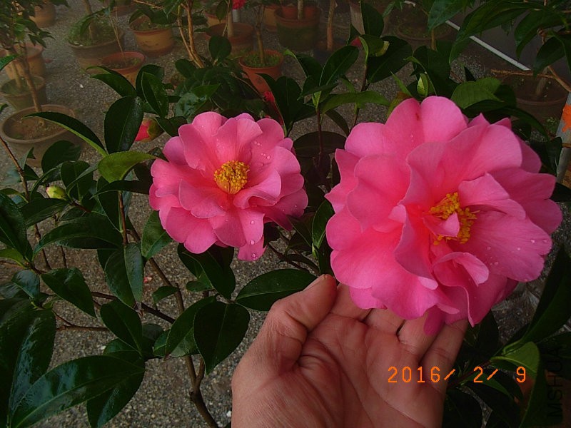 娃丽娜深Z (7).JPG