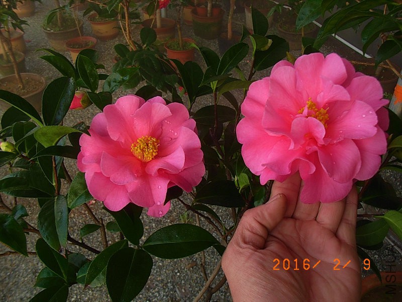 娃丽娜深Z (8).JPG