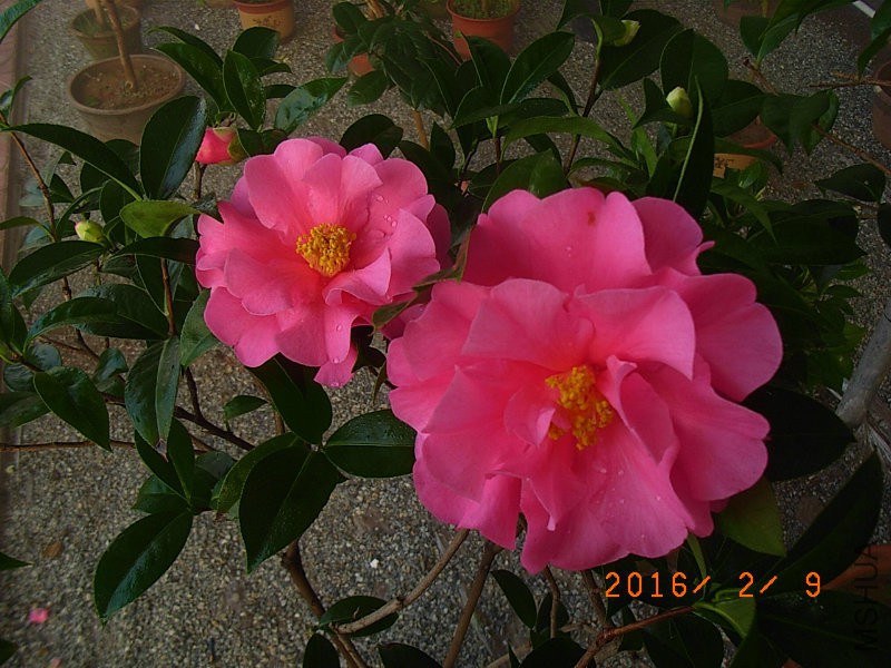 娃丽娜深Z (9).JPG