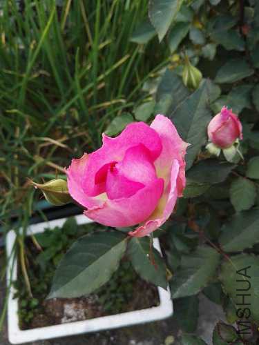 IMG_20160212_165651.jpg