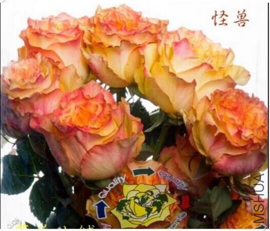 QQͼƬ20160214124914.jpg