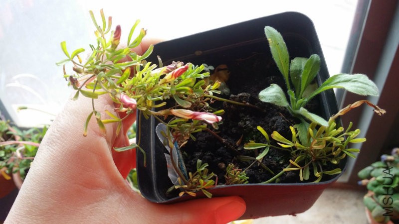 ˫ɫ������