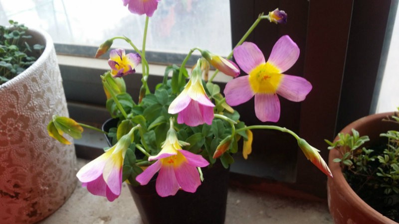 ��Щ������ڵĿ�����