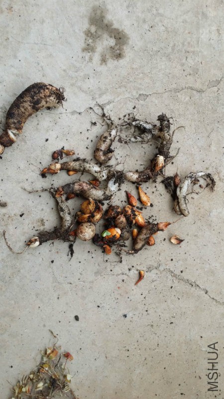 ��Щ�Ƕ��������﷭������