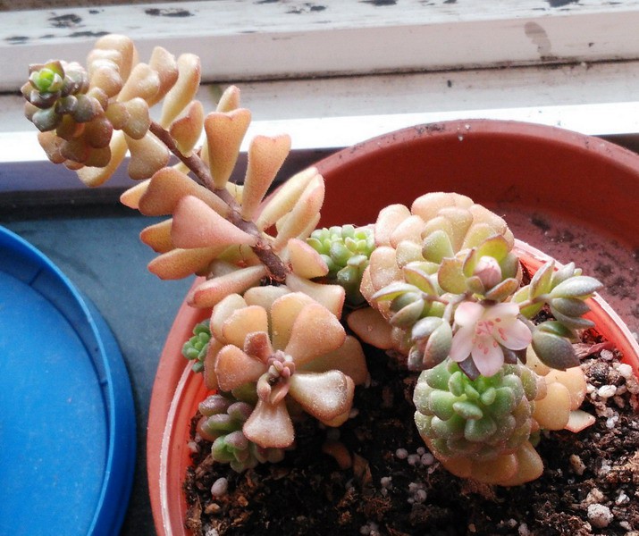 Sedum versadense ��֮�漣 6.jpg