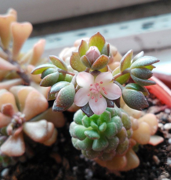 Sedum versadense ��֮�漣 6A.jpg