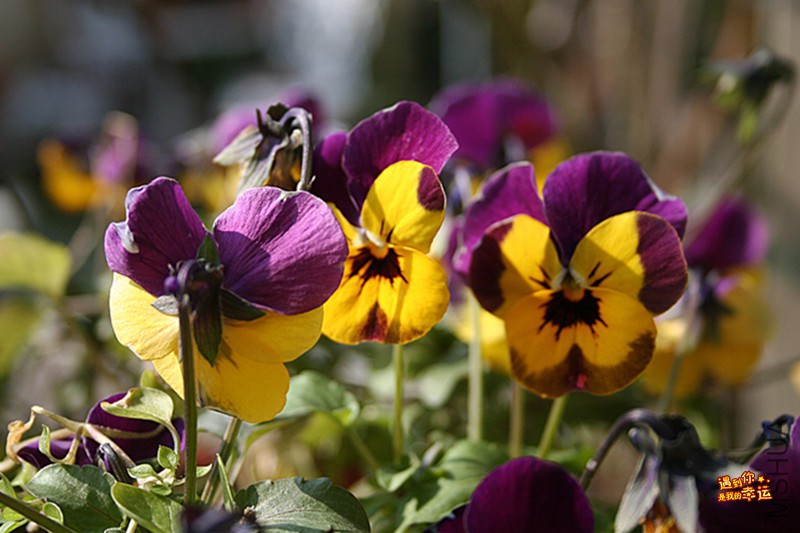 ��Ƭ 005_����.jpg