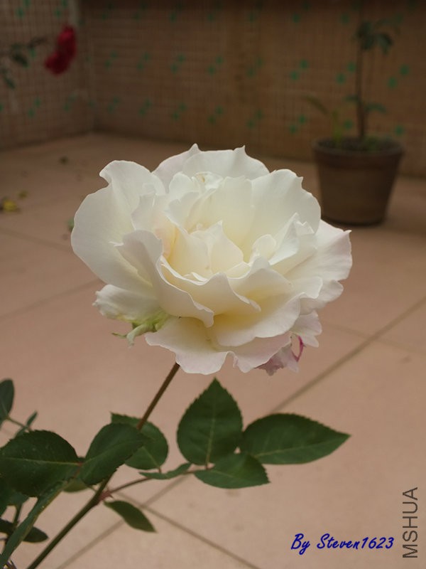 DSCF9463.JPG