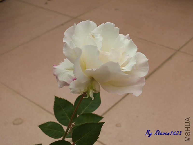 DSCF9464.JPG