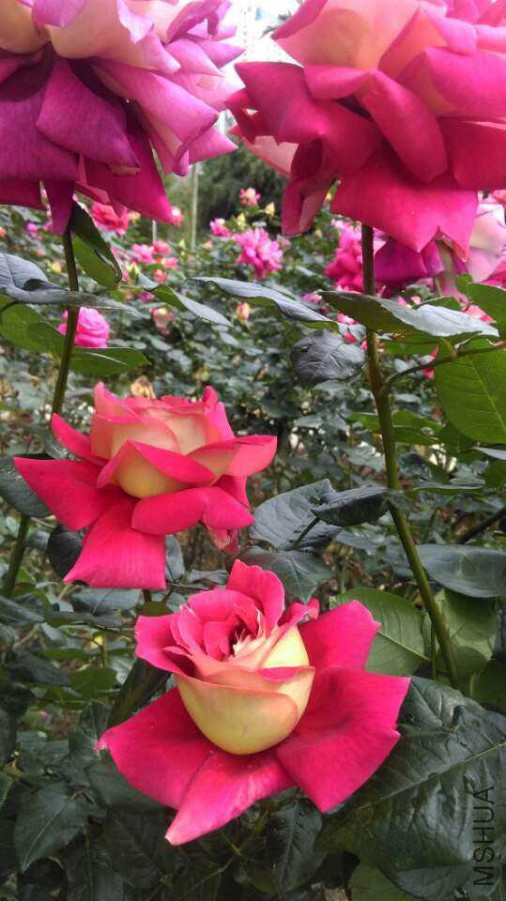 �������д��