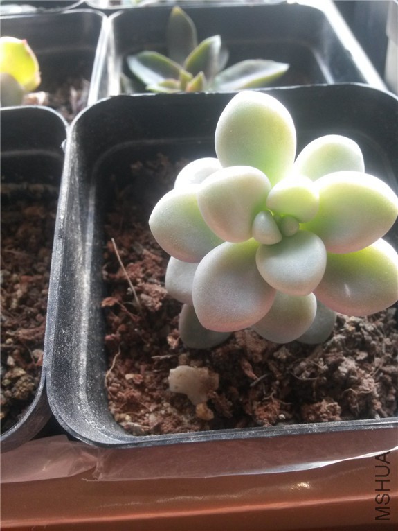 ����1 20160131.jpg