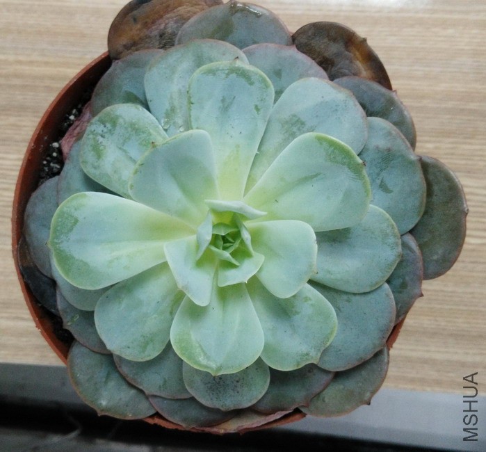 Echeveria runyonii v. ����̨�� 1.jpg