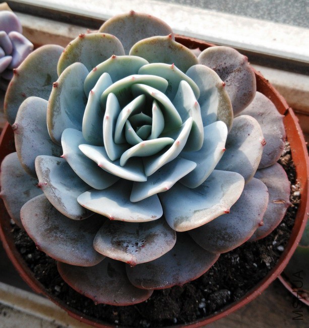 Echeveria runyonii v. ����̨�� 2.jpg