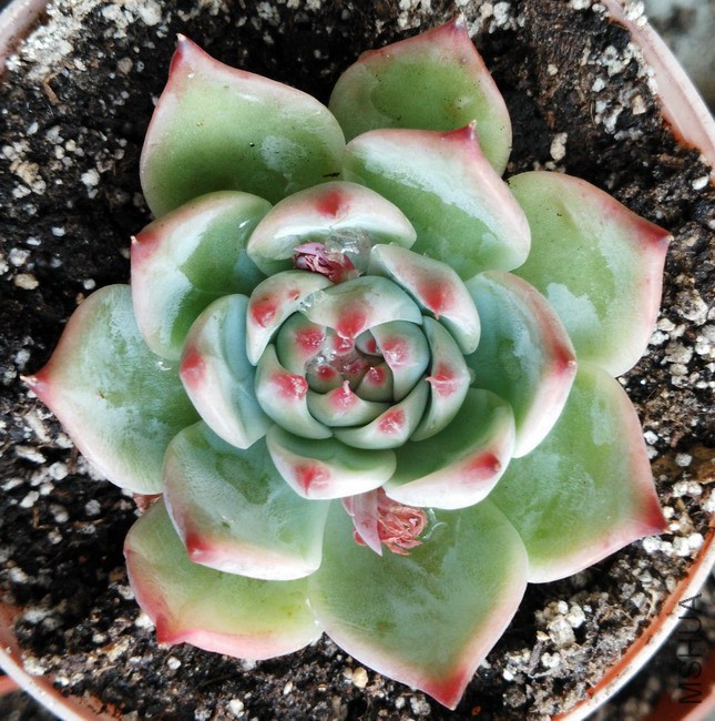 Echeveria colorata ������ 1.jpg