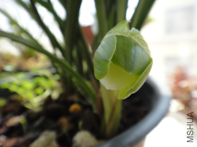 DSC01918.JPG